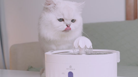 Dispensador de agua para gatos y perros (razas pequeñas)